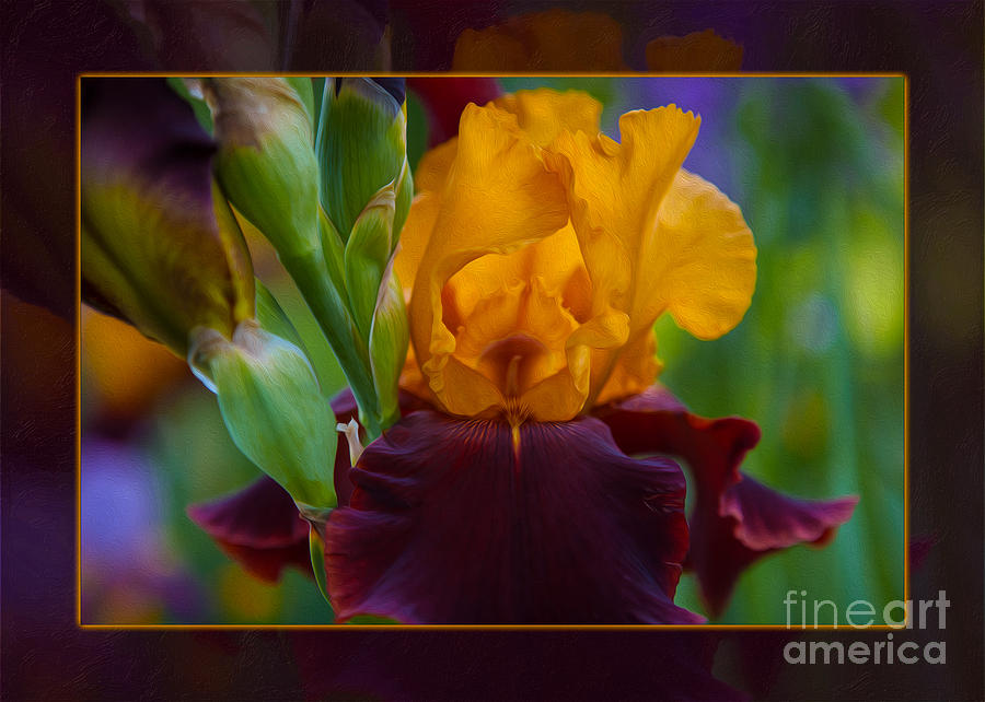 A Golden Iris Singing Natures Joyful Tune Photograph by Omaste Witkowski