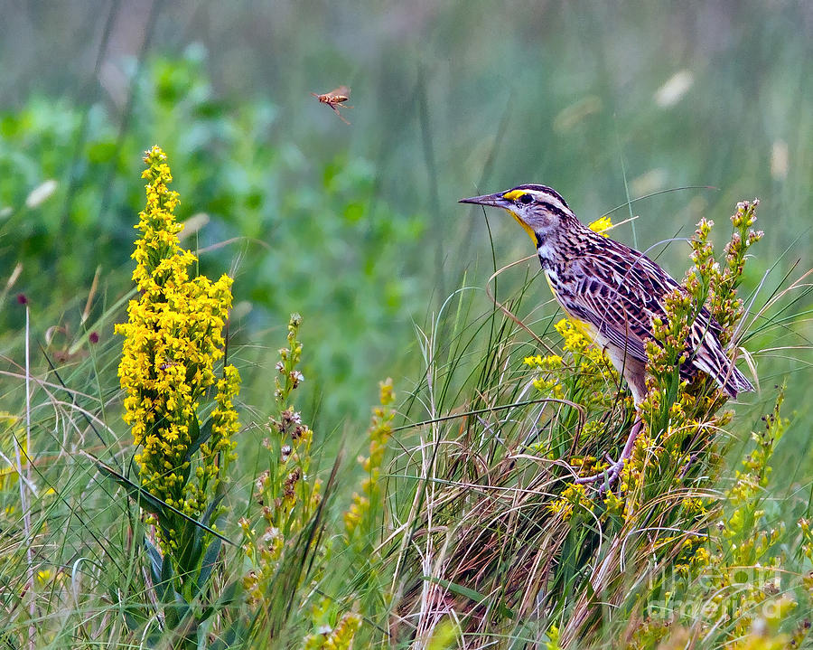 Meadowlark Photograph - A Golden Opportunity by Gary Holmes