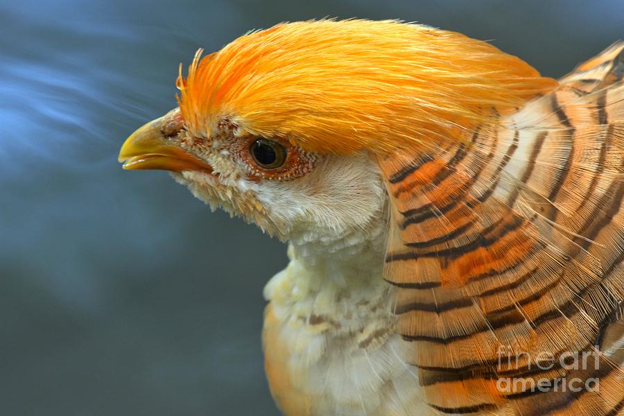 A Golden Pheasant Photograph by Adam Jewell