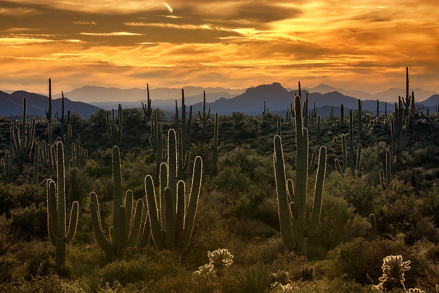 Sunset Photograph - A Golden Sonoran Sunset  by Saija Lehtonen