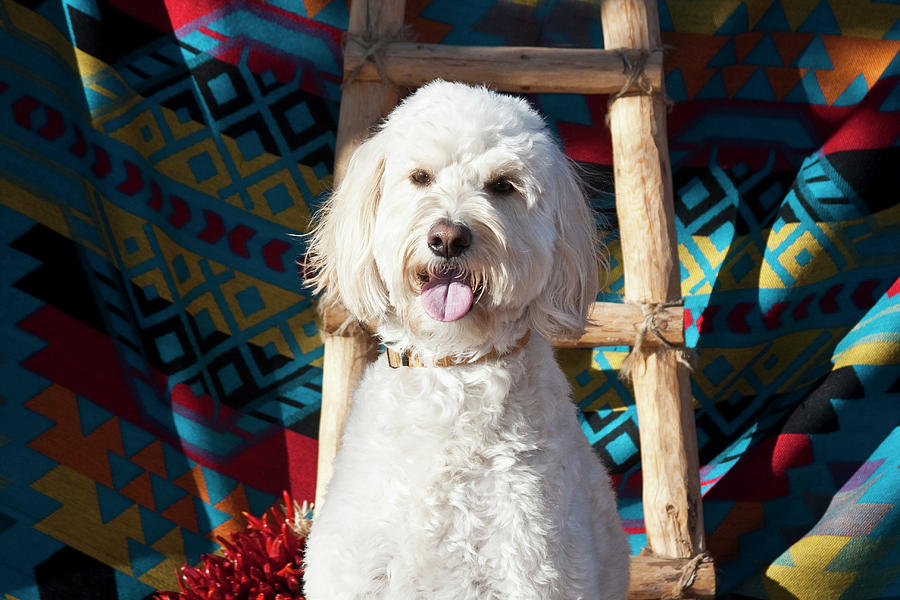 Alert Photograph - A Goldendoodle Sitting by Zandria Muench Beraldo Alert Photograph - A Goldendoodle Sitting by Zandria Muench Beraldo