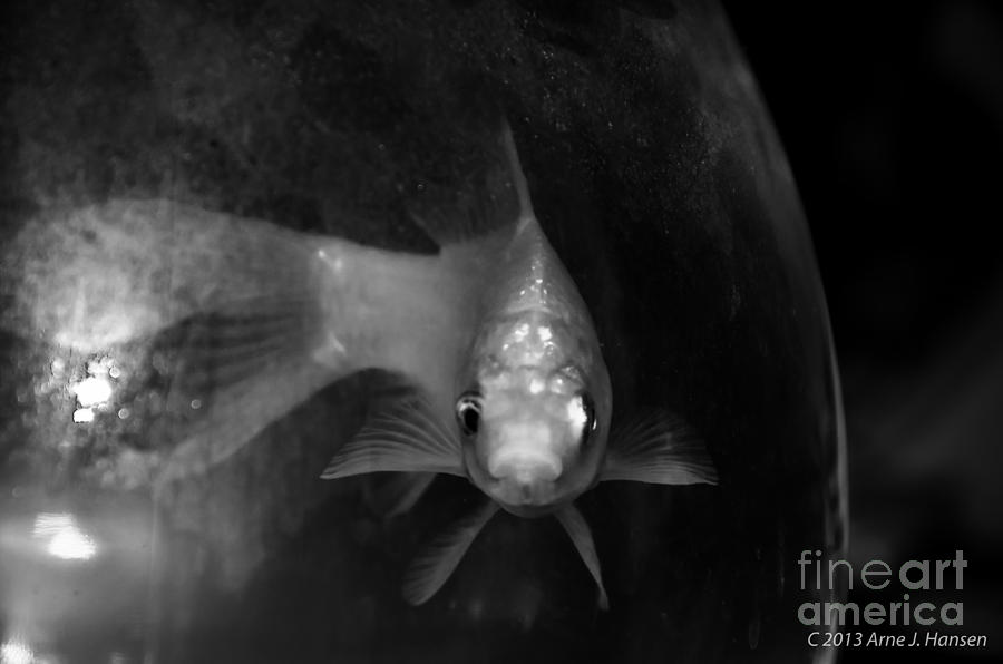 Fish Photograph - A Goldfish Named Fred by Arne Hansen