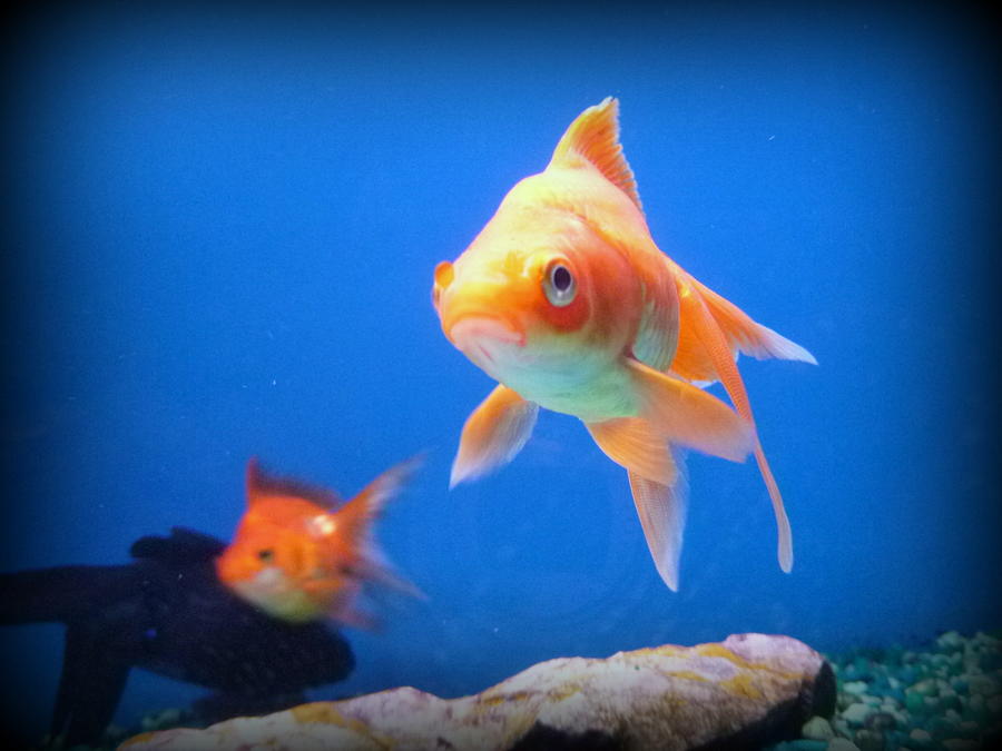 A Goldfish Named Wanda Photograph by Lingfai Leung