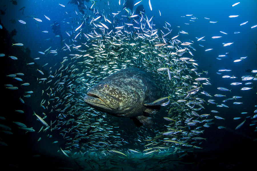 A Goliath With Baitfish Photograph by Sandra Edwards