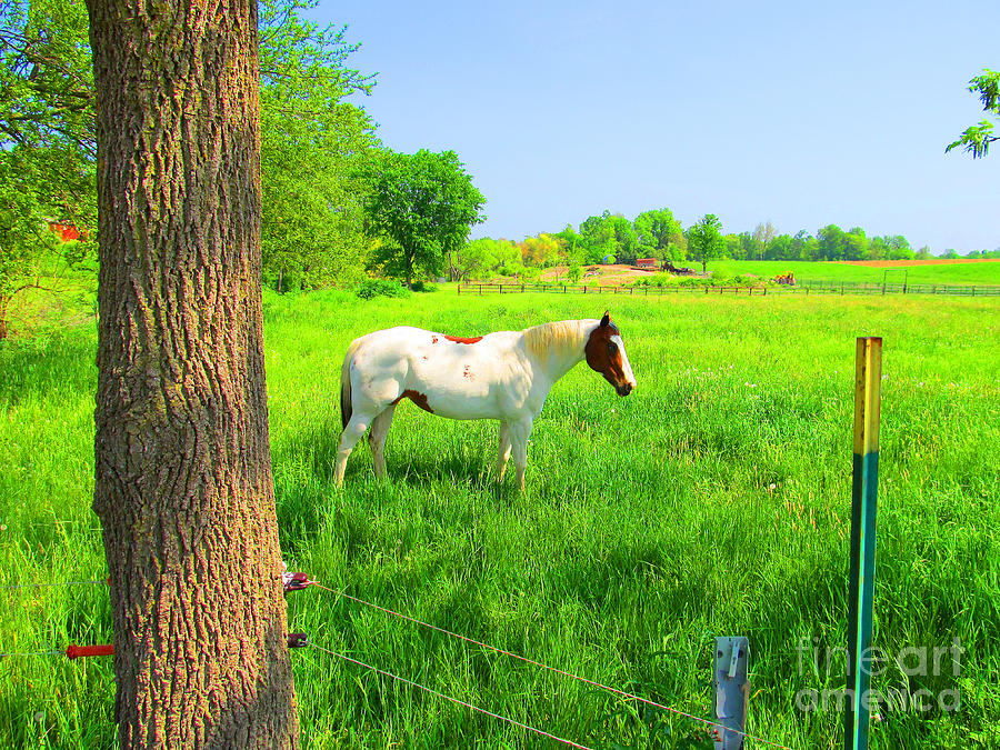 Horse Photograph - A Good Place To Roam Around by Tina M Wenger