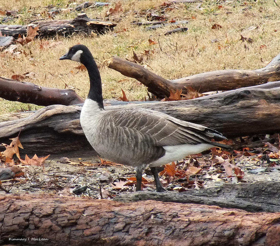 A Goose in Virginia Photograph by Kimmary MacLean