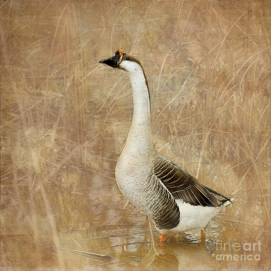 A Goose is a Goose Photograph by Betty LaRue