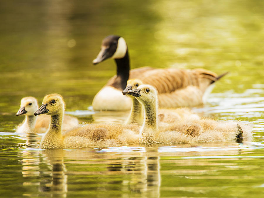 A Goosey Family Affair Photograph by Bill and Linda Tiepelman