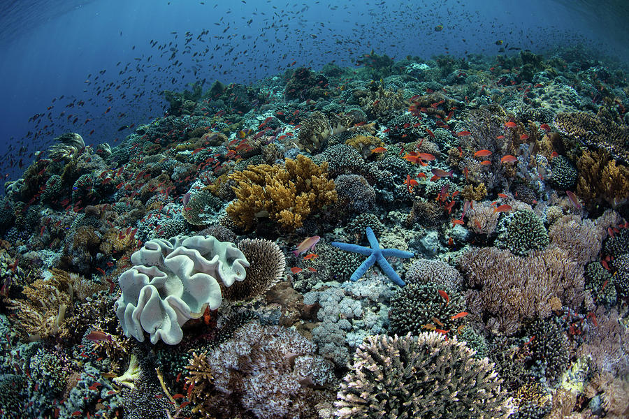 A Gorgeous Coral Reef Thrives Near Alor Photograph by Ethan Daniels ...