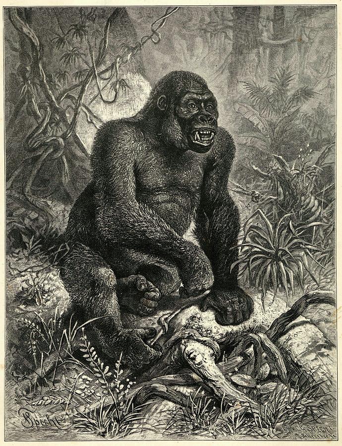 A Gorilla (troglodytes Gorilla) Drawing by Mary Evans Picture Library