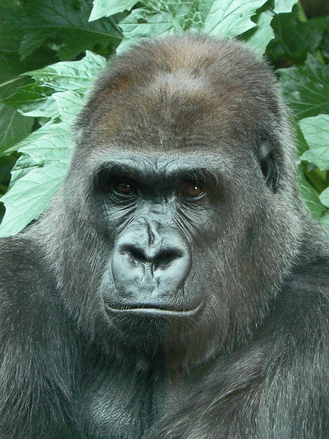 A Gorilla Watches Photograph by Margaret Saheed
