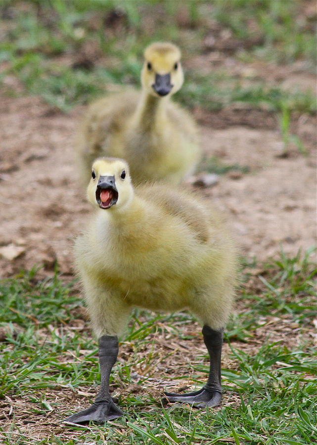 A Gosling with an Attitude Photograph by John Rohloff