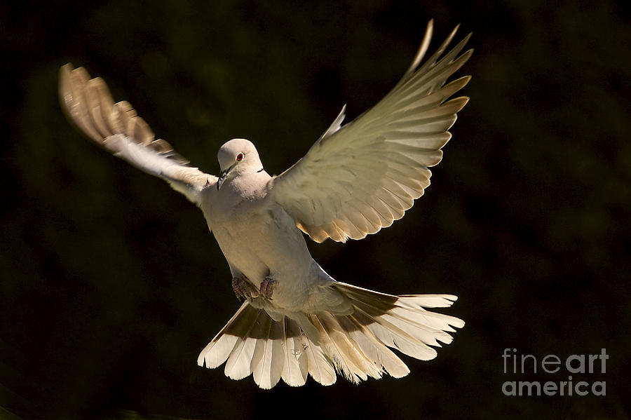 A Graceful Landing Photograph by Sharon Talson