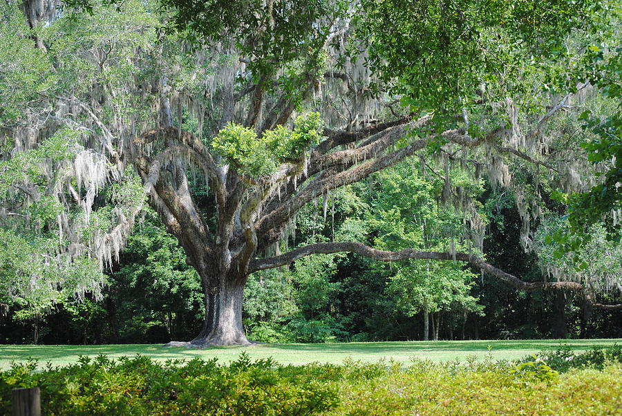 A Grand Live Oak In The Park Photograph by Charlie Day - Fine Art America