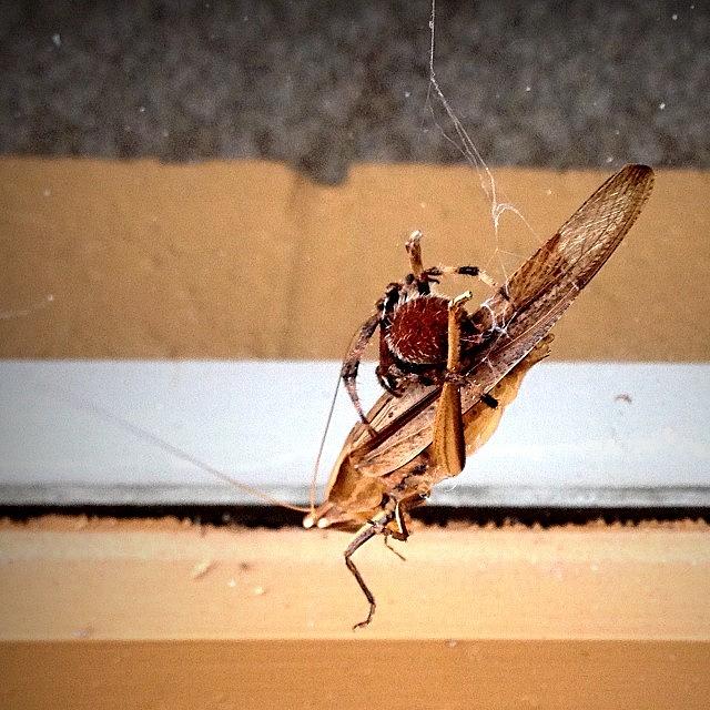 A Grasshopper In A Fight For His Life Photograph by Eunice De Moraes