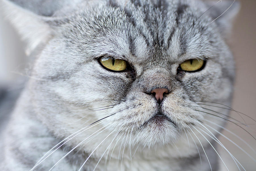 A Gray Domestic Cat Looking Serene Photograph by Fstop Images - Vladimir Godnik