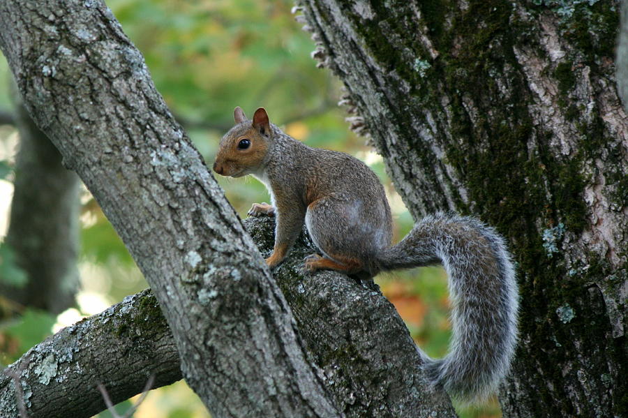 A Gray Squirrel Pose  Photograph by Neal Eslinger
