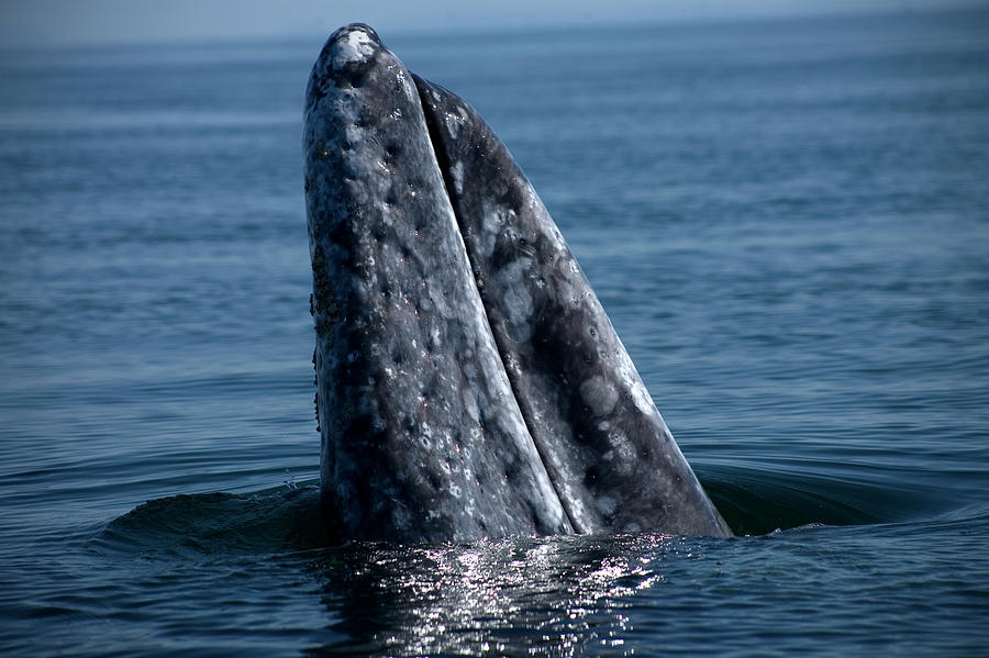 A Gray Whale Peeks Its Head Photograph by Chico Sanchez - Pixels