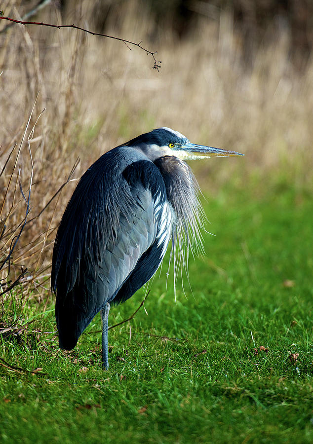 A Great Blue Heron (ardea Herodias Photograph by Richard Wright - Fine ...