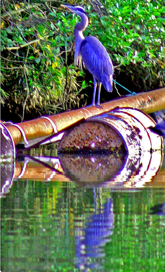 A Great Blue Heron Photograph by Joseph Coulombe