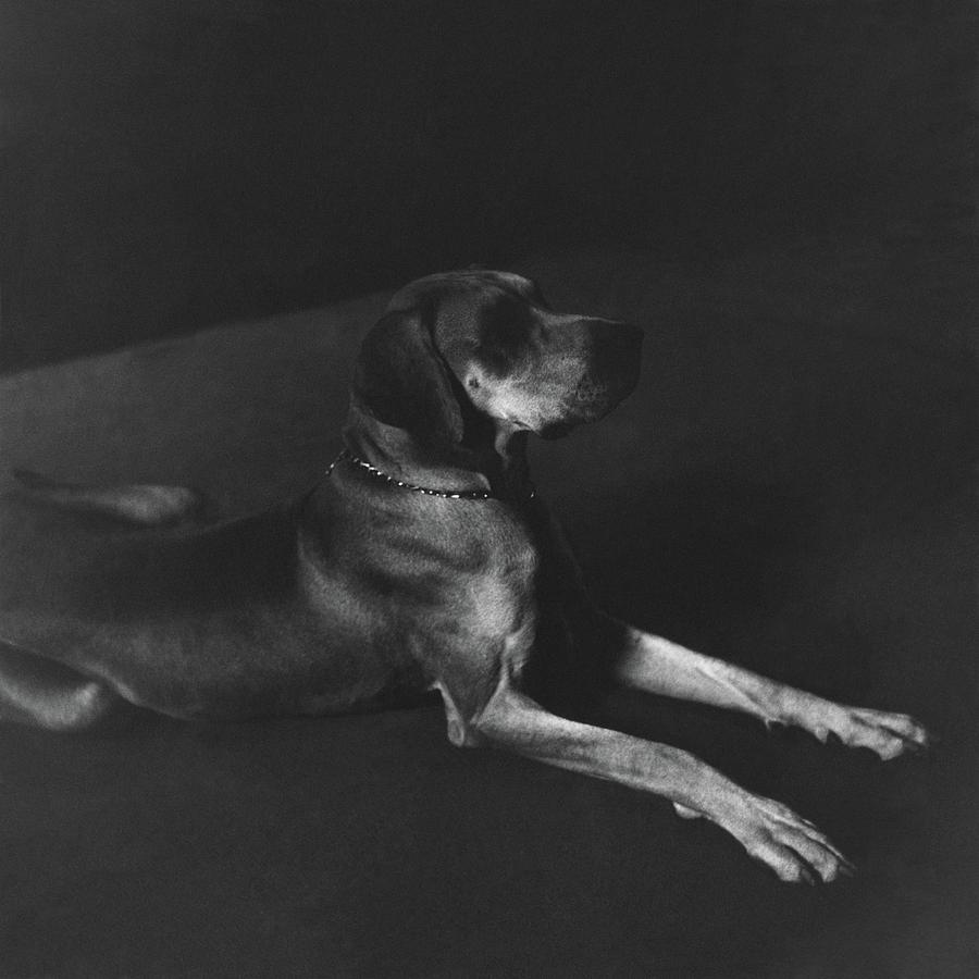 A Great Dane Photograph by John Rawlings