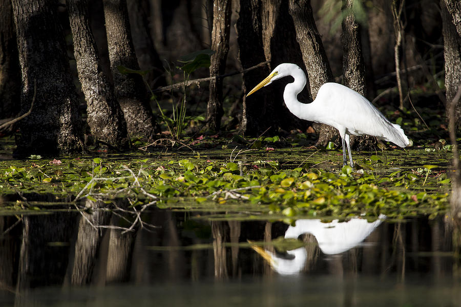 Bird Photograph - A Great Egret in Tranquility  by Ellie Teramoto