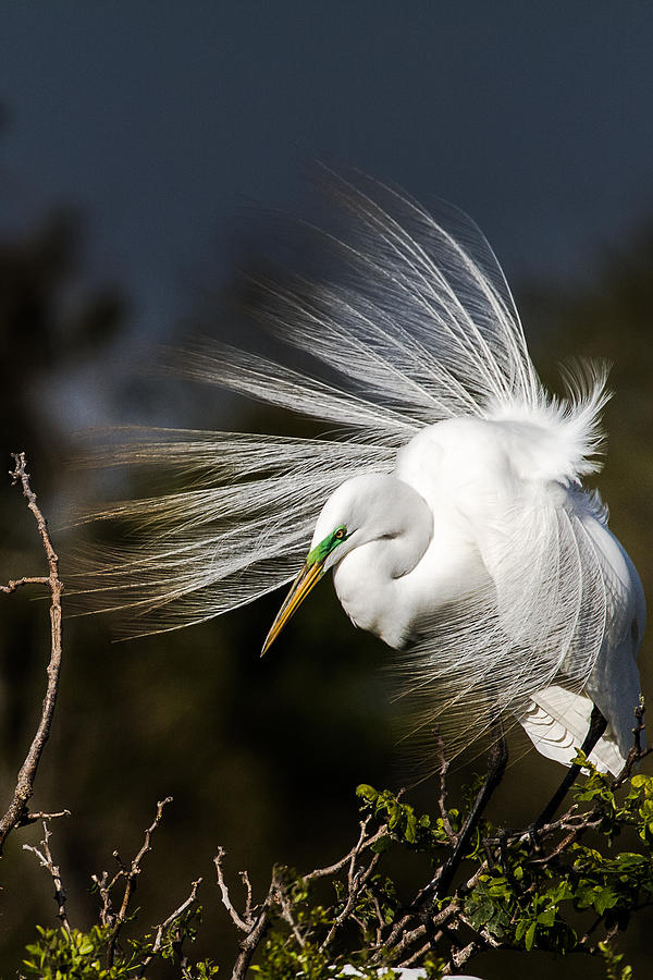 Egret Photograph - A Great Egret on a Windy Day by Ellie Teramoto