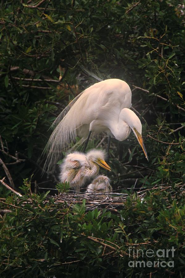 A Great Egret with Chicks Photograph by John Harmon