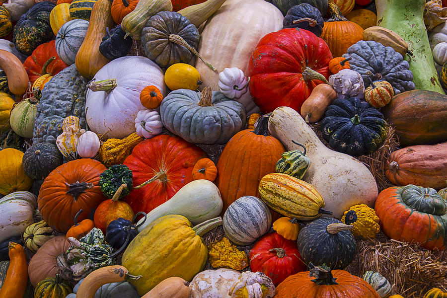 Pumpkin Photograph - A Great Harvest by Garry Gay