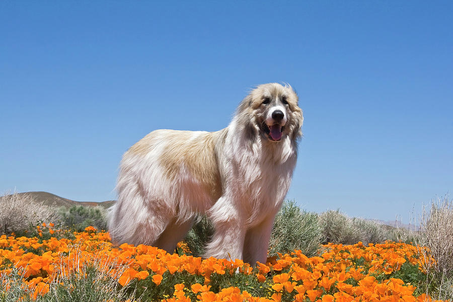 Flower Photograph - A Great Pyrenees Standing In A Field by Zandria Muench Beraldo