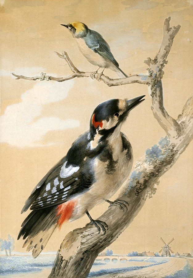 A Great Spotted Woodpecked and another small Bird Painting by Aert Schouman