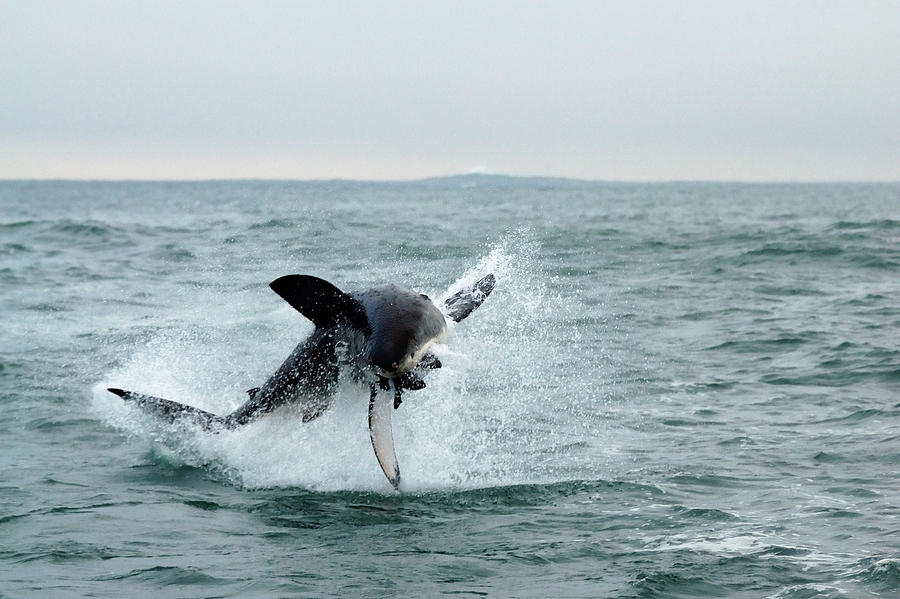 A Great White Shark Breaching Photograph by Keith Ladzinski - Fine Art ...