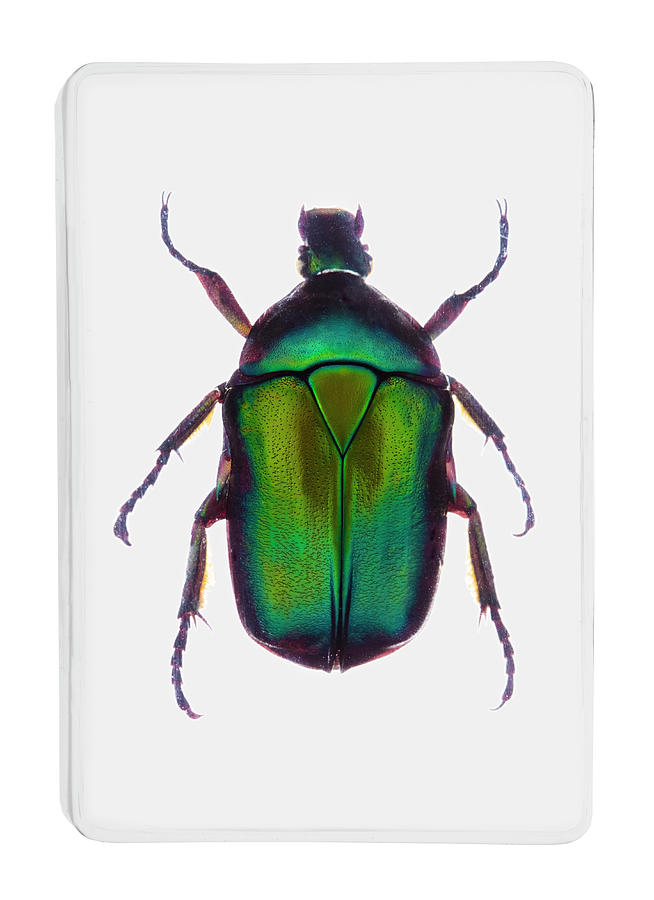 A Green Metallic Beetle In Clear Resin Photograph by Richard Boll