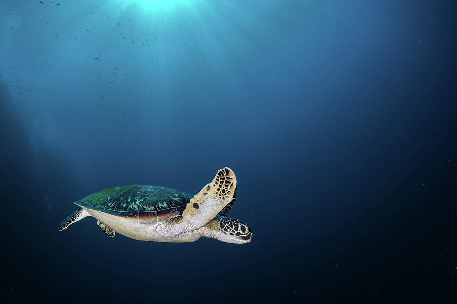 A Green Sea Turtle Swims By, North Photograph by Brook Peterson - Fine ...