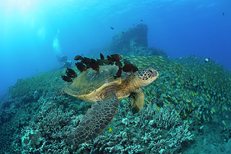 A Green Sea Turtlec  Chelonia Mydas Photograph by Dave Fleetham