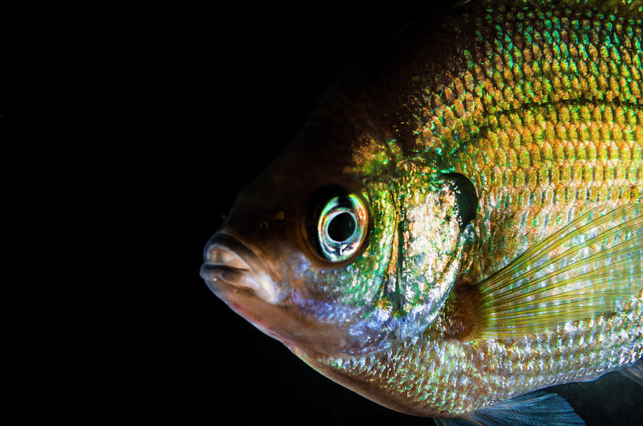 A Green Sunfish Photograph by Jennifor Idol