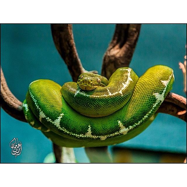 Nature Photograph - A Green Tree Snake Resting On A Branch by Ahmed Oujan
