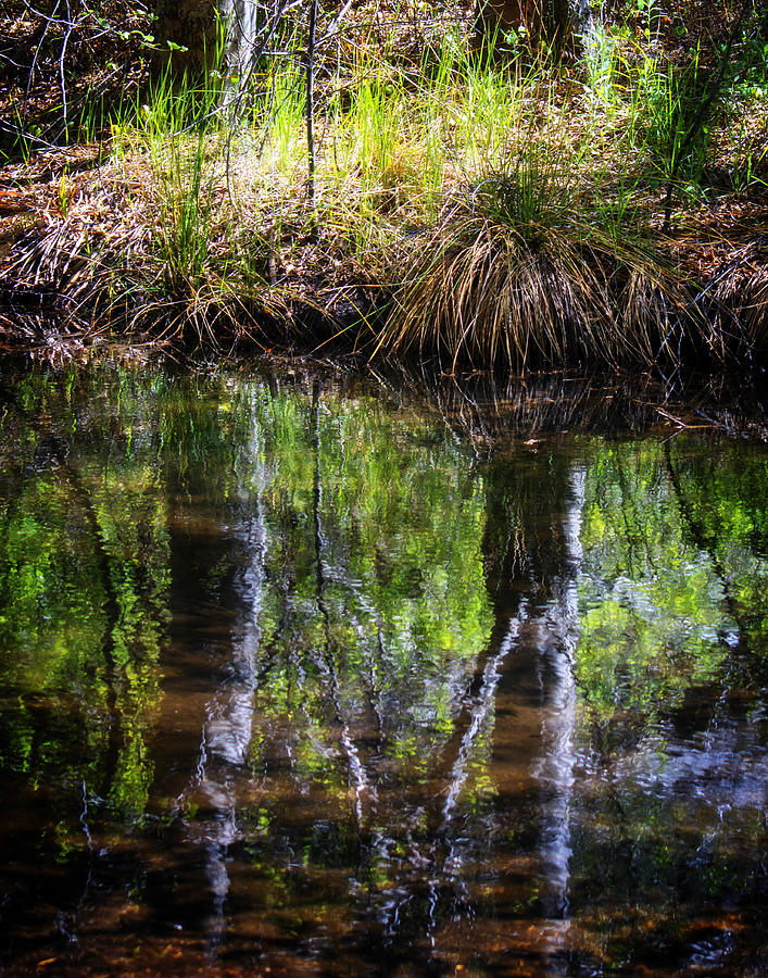 A Green Valley Reflection Photograph by L J Oakes