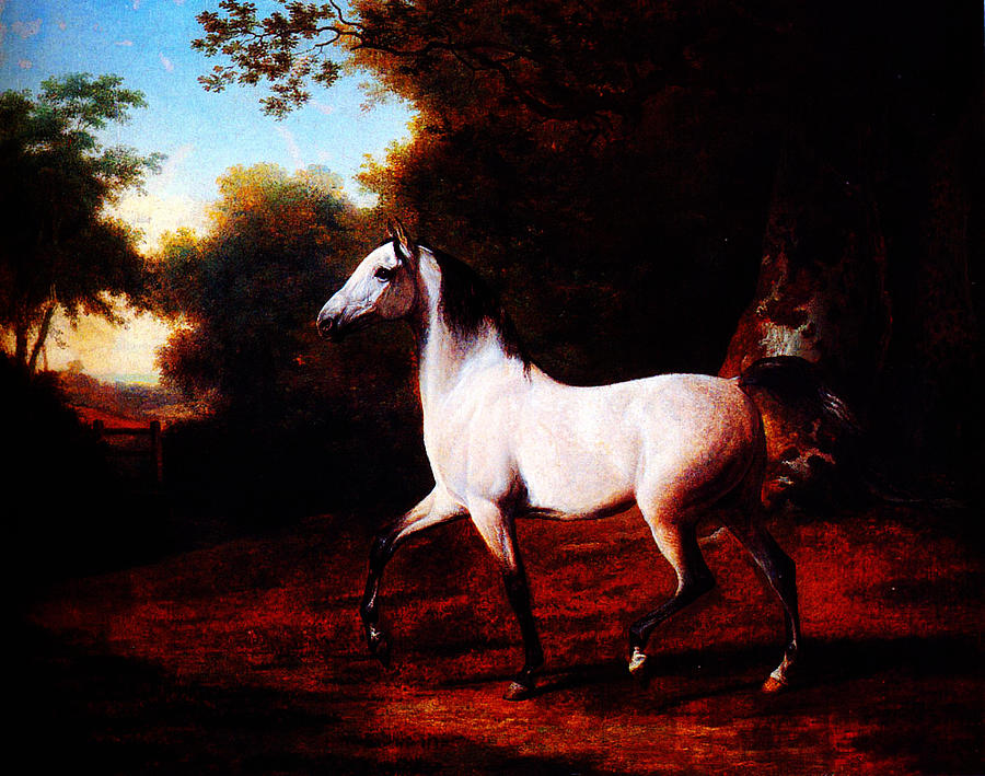 A Grey Arab Stallion Painting