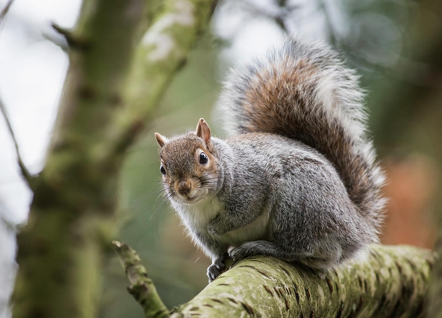 A Grey Squirrel In A Tree Photograph by John Short / Design Pics