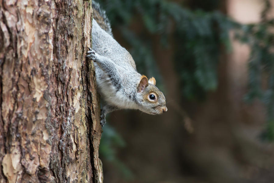 A Grey Squirrel Making Its Way Down A Photograph by John Short / Design Pics