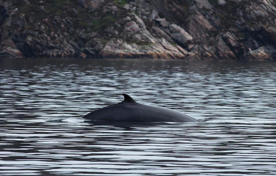 A Grey Whale Eschrichtius Robustus Photograph by John Short / Design Pics