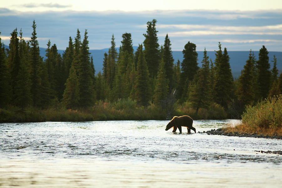 Lake Clark National Park Photograph - A Grizzly Bear Crosses by Corey Rich