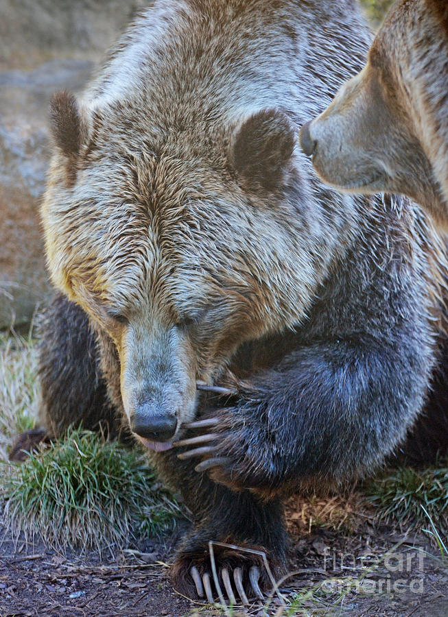 Bear Photograph - A Grizzly Bear with an Itch by Jim Fitzpatrick