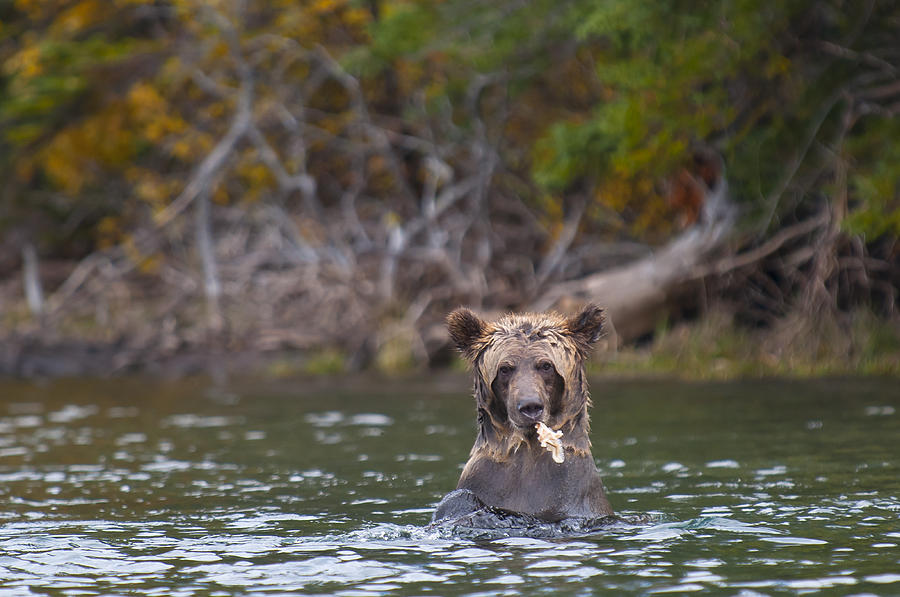 A Grizzly Cub Fishing Photograph by Bill Cubitt
