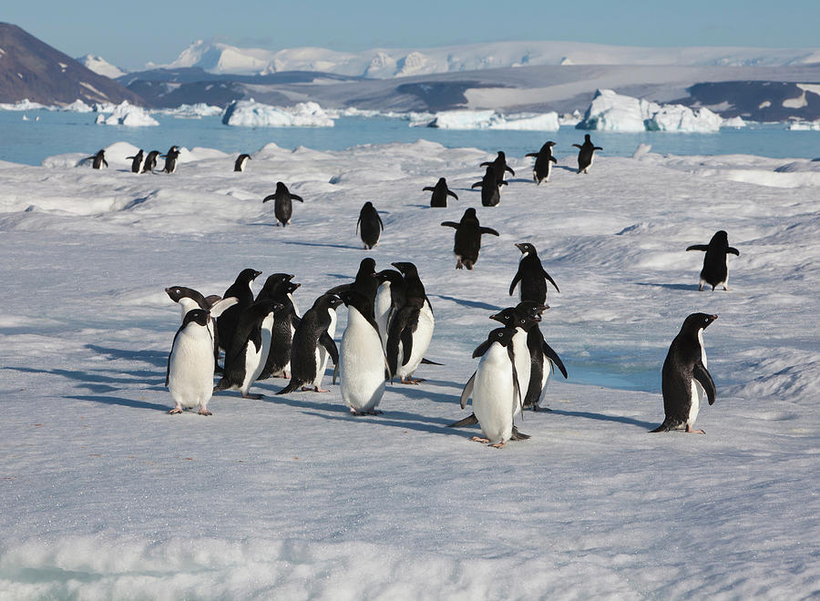 A Group Of Adelie Penguins Loaf On Sea Photograph by Hugh Rose - Pixels