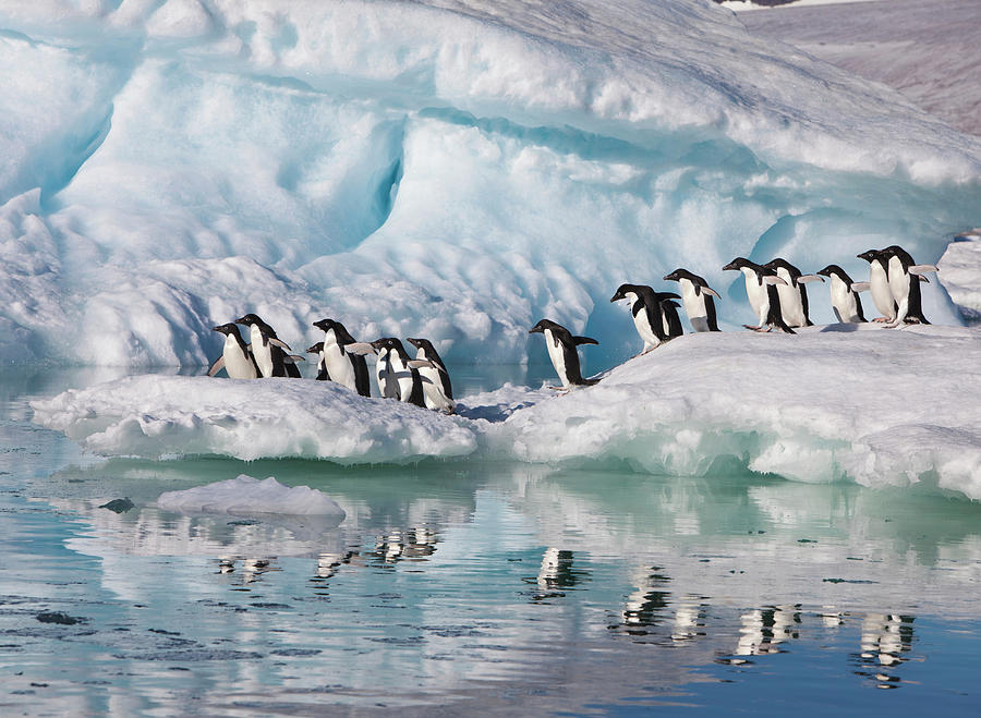 Summer Photograph - A Group Of Adelie Penguins Run by Hugh Rose