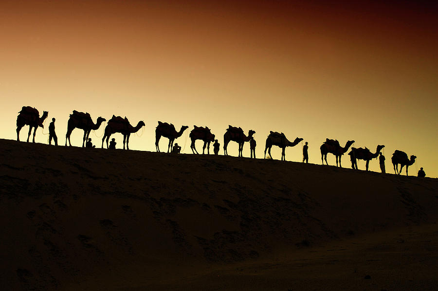 Nature Photograph - A Group Of Camel Herders by Piper Mackay