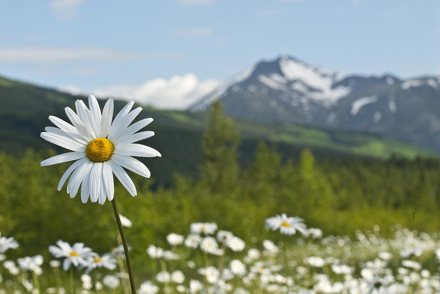 A Group Of Daisies Grow In The Meadows Photograph by Carl Johnson