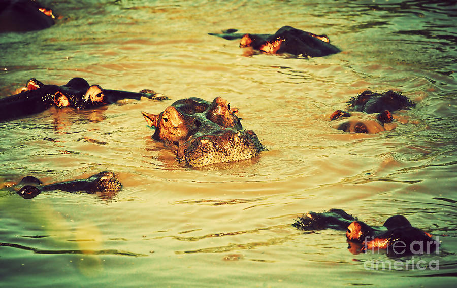 A group of hippos in a river. Tanzania Photograph by Michal Bednarek